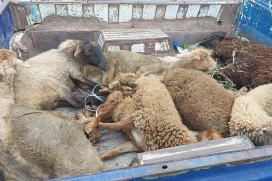 Tovuzda 65 manata görə iki qadını öldürənlər qoyun oğruları imiş
