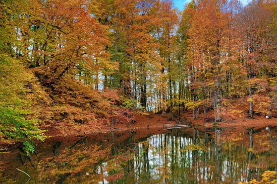 Şahdağ Milli Parkının gözəlliyinə gözəllik qatan nəcib marallar - FOTO
