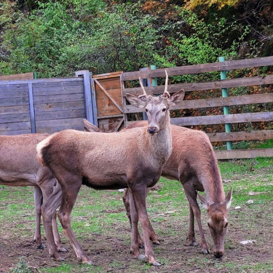 Şahdağ Milli Parkının gözəlliyinə gözəllik qatan nəcib marallar - FOTO
