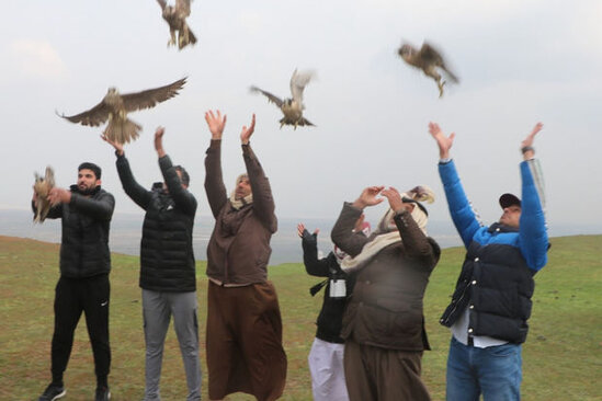 Qətər səfiri şahin quşlarını Azərbaycanda vəhşi təbiətə buraxdı - FOTO