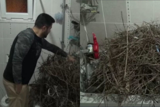 Qarğalar hamamda nəhəng yuva qurdular - VİDEO