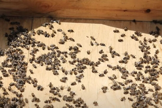 Fermerlər zəhərli dərmanlardan istifadə edirlər? - VİDEO