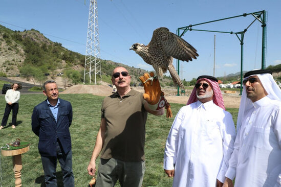 Laçında Şərqi Qafqaz turları və şahin quşları təbiətə, müxtəlif növ balıqlar Həkəri çayına buraxılıb - FOTO