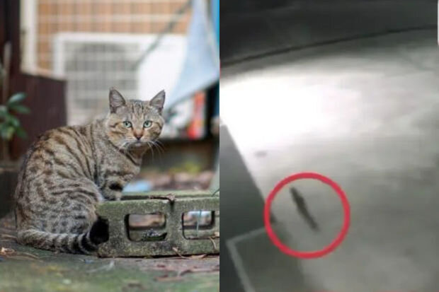 Küçələrdə "zəhərli pişik" dolaşır: Əhaliyə xəbərdarlıq edildi - FOTO