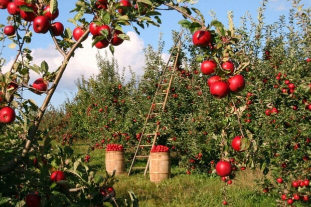 Şöhrəti tarix olan Quba alması - ARAŞDIRMA