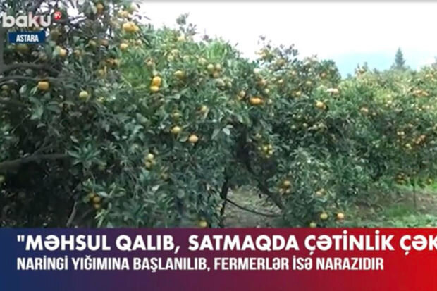 Bazardakı naringilərin ölçüsü niyə kiçikdir? - VİDEO