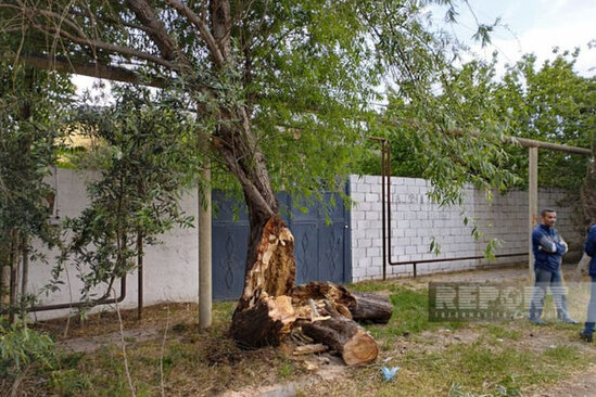Salyanda güclü külək ağacları aşırıb, elektrik xətləri qırılıb, şəhərin bir hissəsi işıqsız qalıb - FOTO
