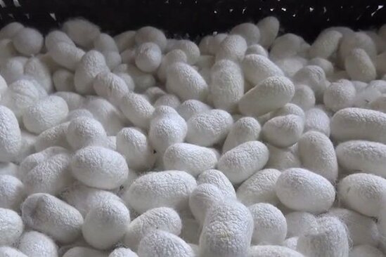 Bir gündə 400 manat qazanc gətirən məşğuliyyət - VİDEO