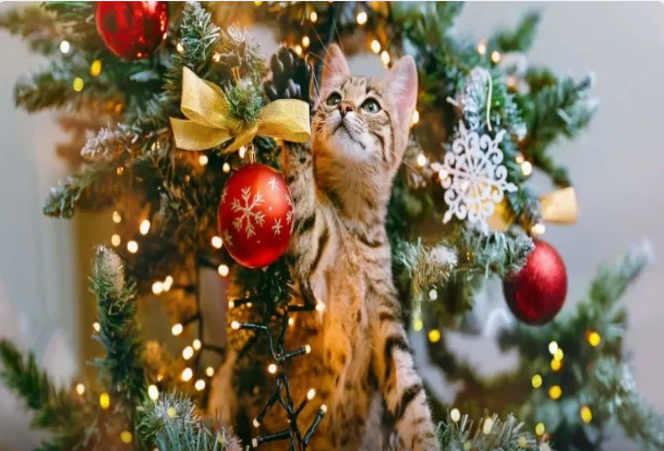 Şam ağacı planet üçün ən zərərlidir?