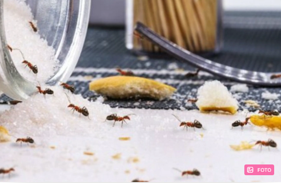 Qarışqalara qarşı təbii vasitələr: Təhlükəsiz üsullar