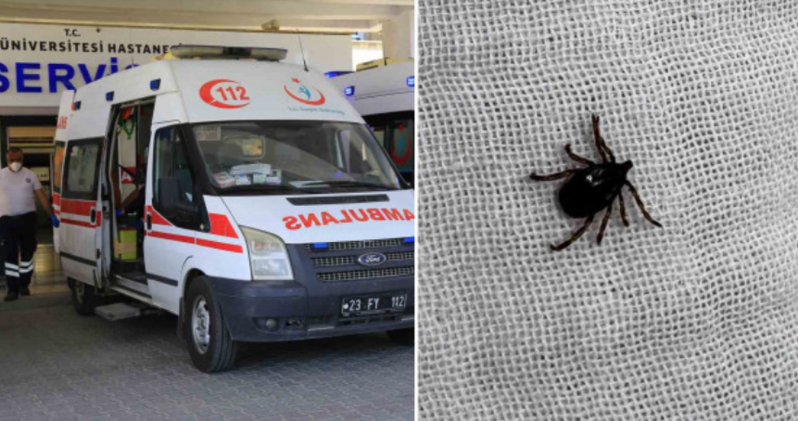 Gənə dişlədi, xəstəxanalıq oldu