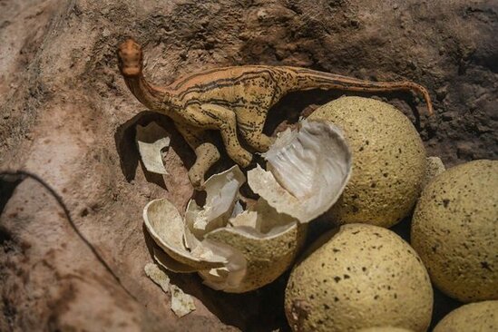 Yaponiyada dinozavr yumurtalarının qalıqları aşkar edilib