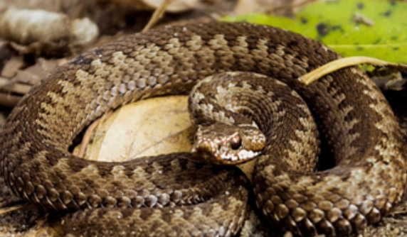 Rusiyada gürzə onu telefonla lentə alan uşağı dişlədi