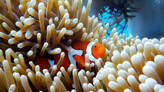 Məhv olmaq üzrə olan ərazi üçün milyard dollar ayırdılar - FOTO