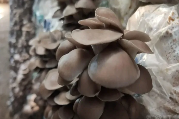 Göbələk qocalmanı ləngidə bilər