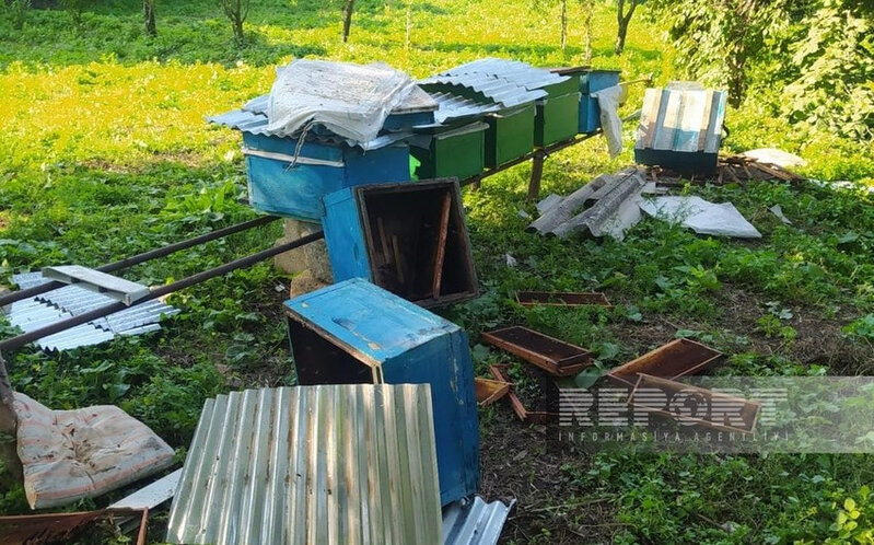 Göygöldə ayılar kəndlərə hücum edib, təsərrüfata zərər vurub - FOTO