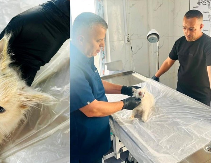 Gözü yerindən çıxan küçə pişiyi xilas edildi