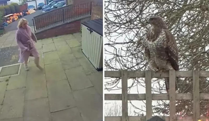 Şahin vətəndaşlara hücum edir - VİDEO