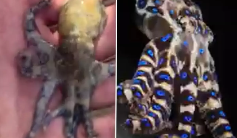 Dünyanın ən ölümcül dəniz canlılarından birinə toxunan turist təhlükənin son anda fərqinə vardı - VİDEO