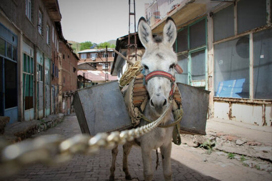 Dar küçələrdə zibilləri eşşəklər daşıyır - VİDEO