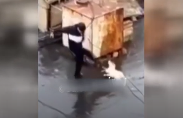 Bu insanlıqdan kənar hərəkəti insan özü edir! Binanın damında heyvanlara işgəncə verəni hansı CƏZA GÖZLƏYİR?