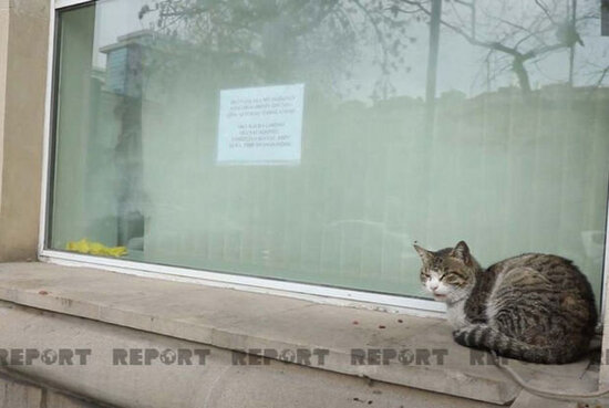 İctimai yerlərdə heyvanlara qida qoymaq qadağandır? - VİDEO