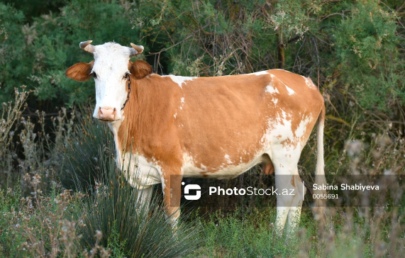 9800 manatlıq "unsiya": Heyvan orqanizmində tapılan ən bahalı xammal