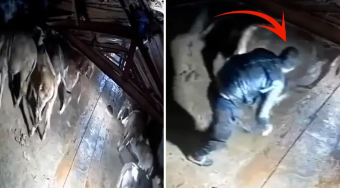 Tövlənin damı çökdü: İribuynuzlu heyvan həlak oldu - VİDEO