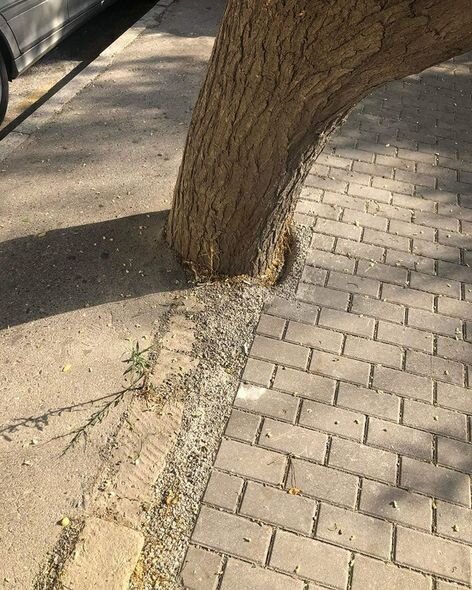 Bakıda yola asfalt döşənərkən zədələnən ağacların kökləri təmizləndi - YENİLƏNİB + FOTO
