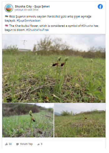 Şuşada Xarıbülbül çiçək açmağa başladı - FOTO