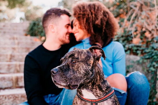 Ev heyvanlarının hüquqları uşaqların hüquqları ilə bərabərləşdirildi