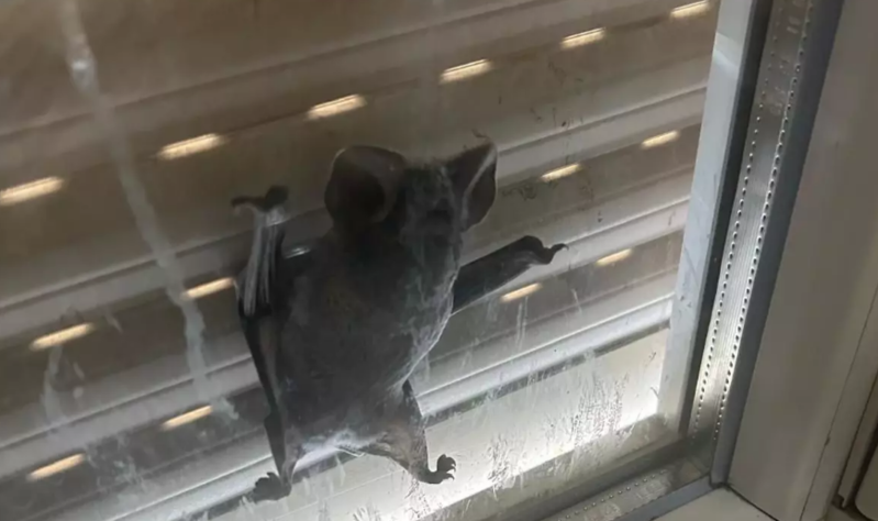 Bacı və qardaş pərdəni açanda həyatlarının şokunu yaşadılar - VİDEO