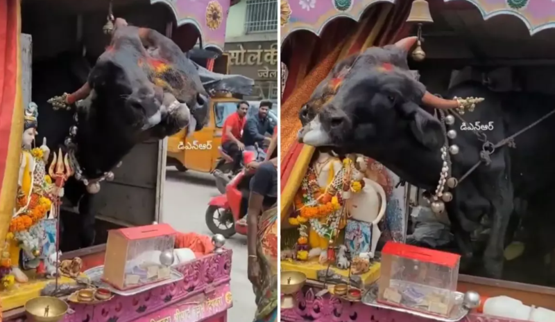 İkibaşlı buzovu küçə-küçə gəzdirib, pul qazanır - VİDEO