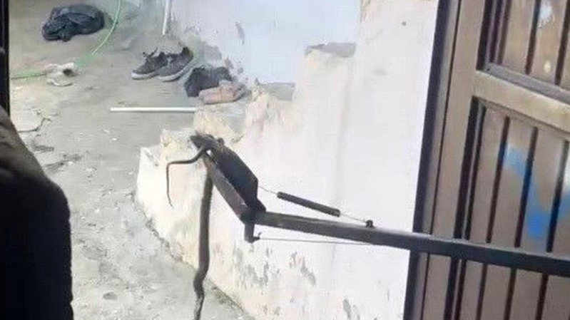 Evinin qarajında ilan aşkarlandı: təhlükəsiz şəkildə təbiətə buraxıldı
