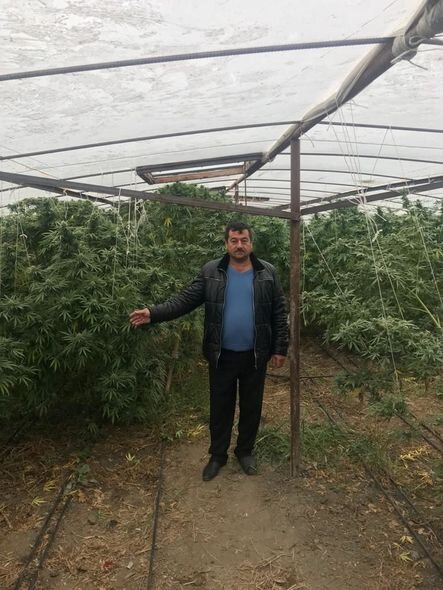 Bərdədə çətənə bitkisinin kultivasiyası ilə məşğul olan şəxs saxlanılıb – FOTO