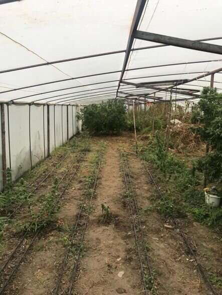 Bərdədə çətənə bitkisinin kultivasiyası ilə məşğul olan şəxs saxlanılıb – FOTO