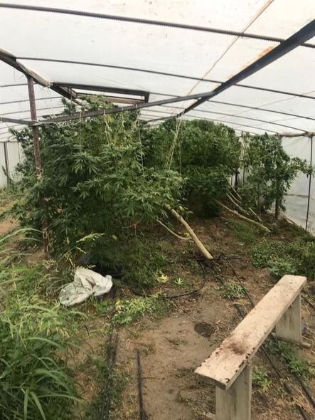 Bərdədə çətənə bitkisinin kultivasiyası ilə məşğul olan şəxs saxlanılıb – FOTO