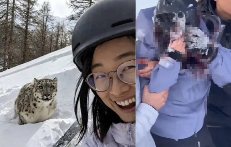 Tursit bəbir ilə selfi çəkmək istəyərkən hücuma məruz qaldı - VİDEO