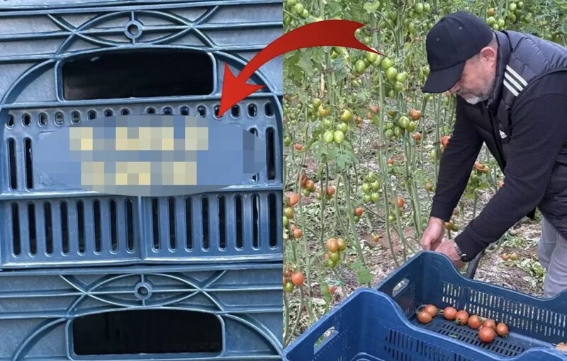 Yığdığı pomidor yeşiklərinə belə onun adını yazdırdı - VİDEO
