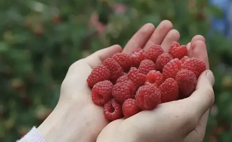 Bir ovuc bəs edir - Şəkəri və təzyiqi tənzimləyir