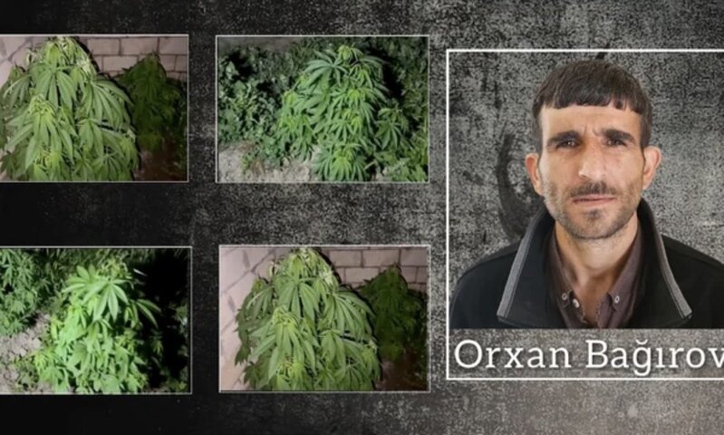 Salyanda çətənə kolları yetişdirən keçmiş məhkum saxlanıldı
