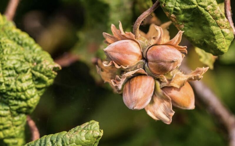 Azərbaycandan fındıq alan ölkələr məlum oldu: Rusiya və Almaniya liderdirlər