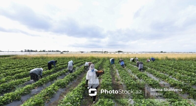 Torpağı olub kənd təsərrüfatı ilə məşğul olanlar üçün sosial sığorta haqqı artdı - YENİ QAYDALAR