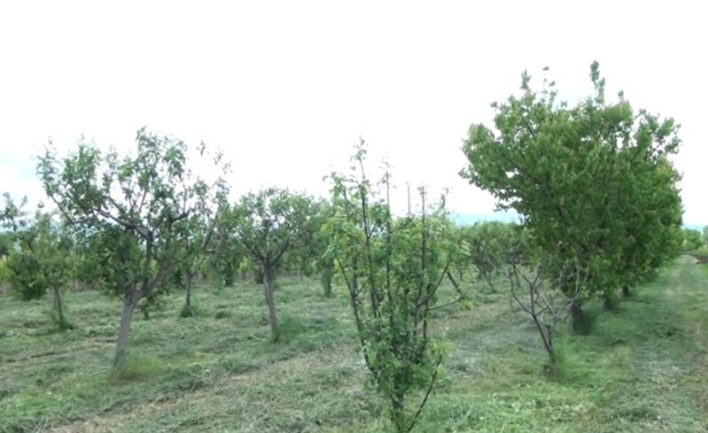 Kənd təsərrüfatına dəymiş zərər bazara necə təsir edəcək? - VİDEO