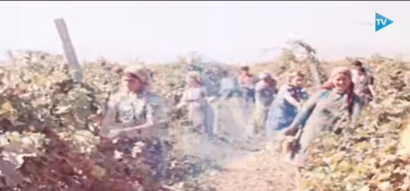 1980- ci illərdə Azərbaycanda üzümçülük ənənələri - NADİR KADRLAR