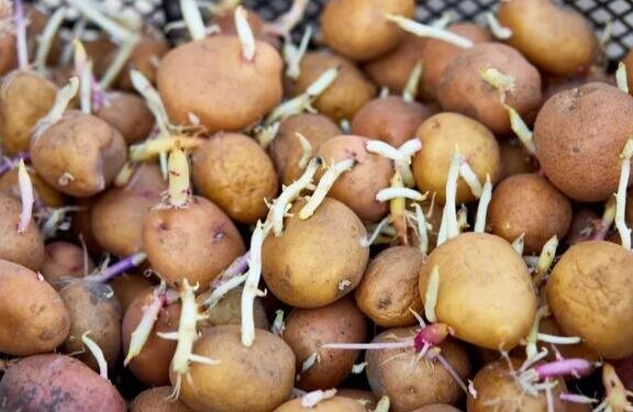 Tək vasitə ilə aylarla təzə qalacaq: Kartof xərclərinə son qoyan sirr