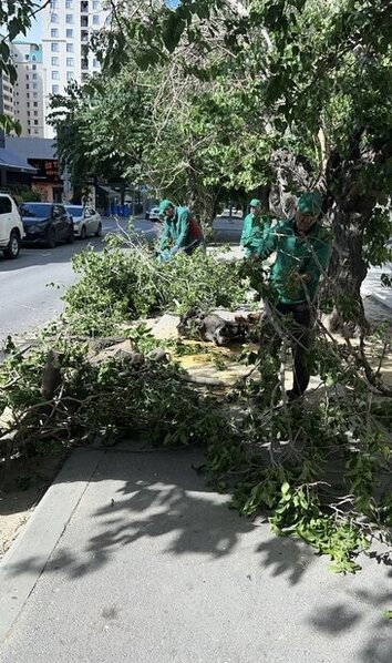Külək nəticəsində Bakıda 41 ağac sınıb - FOTO