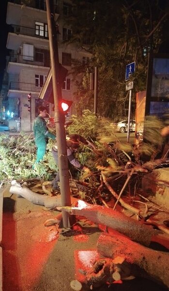 Külək nəticəsində Bakıda 41 ağac sınıb - FOTO