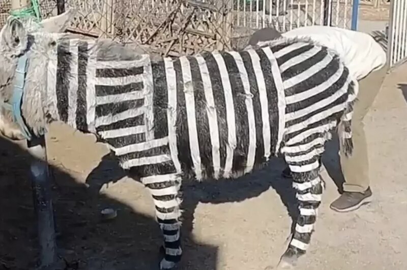 Zooparka daha çox ziyarətçi cəlb etmək üçün uzunqulaqları zebra rənginə boyadılar