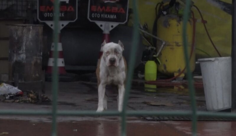 Pitbull iti öz sahibinə hücum etdi